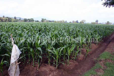 Caída excesiva de lluvias podría generar daños en cultivo de maíz