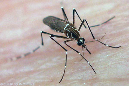 Descenso de temperatura minimiza presencia de mosco transmisor de dengue