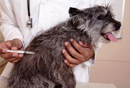 Anuncian la primera semana  de vacunación antirrábica canina y felina