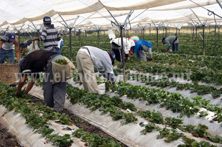 En arranque de cultivo de fresa, agricultores esperan mejores precios