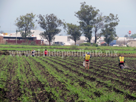 Exhortan a productores a contratar seguro agrícola para resguardar inversión en cultivos