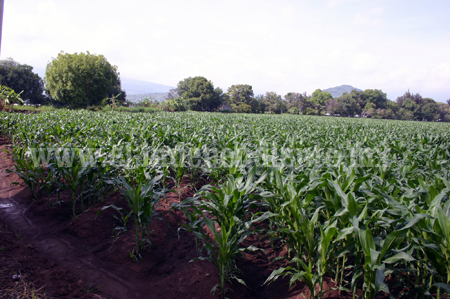 Cayó 20 por ciento precio de maíz, pasa de 3 mil 600 a 3 mil pesos
