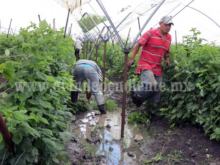 Lluvias perjudicaron 200 has de cultivos de fresa y maíz en Jacona