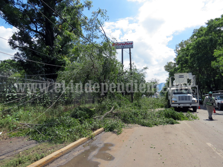 Tromba ocasionó caída de árboles en la Calzada y La Luneta