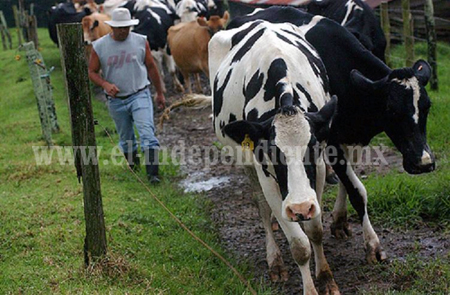 Incrementan malas condiciones climáticas el costo de alimentación de ganado