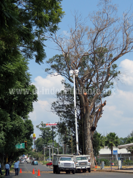 Parques y Jardines derriba árboles muertos de la Calzada Zamora-Jacona