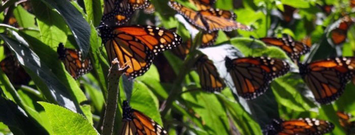 Atraen a miles de turistas los santuarios de la Mariposa Monarca