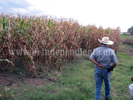 Cosecha de maíz se retrasará por incertidumbre en precio de grano