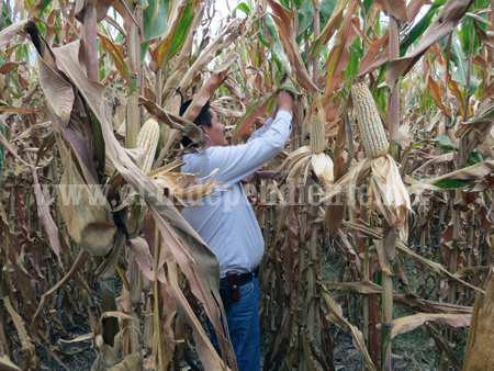 Incrementa el precio de maíz para productores agrícolas