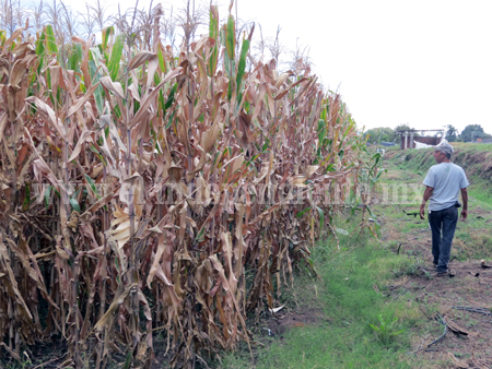 Hay apatía de productores por mantener cultivo de maíz
