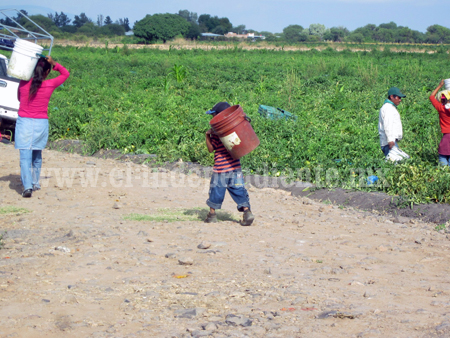 Pese a restricciones legales se da el empleo de mano de  obra infantil en la Ciénega