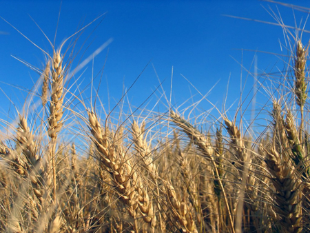 Disminuyó 30 por ciento superficie de siembra de trigo en municipio