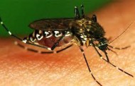 Deficiente participación de población en combate al mosco Aedes Agypti
