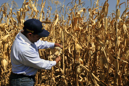 Superficie de maíz disminuyó hasta 40 por ciento en 5 años