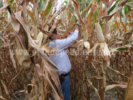 Cultivo de maíz, sin problemas por granizadas en zona sur de la ciudad