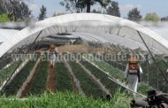 Uso de fertilizante orgánico aumentará posibilidades para exportación 