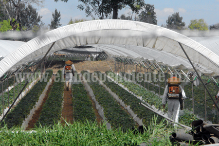 Uso de fertilizante orgánico aumentará posibilidades para exportación 