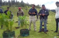 Concluyó Programa Municipal de Reforestación en 60 hectáreas