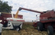 SEDRU invita a productores de granos se inscriban a agricultura por contrato 