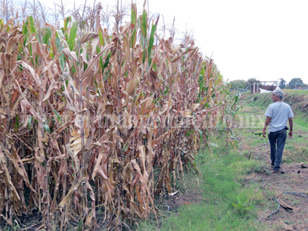 Recomiendan a productores cambiar cultivo de maíz por frijol