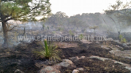 Arrasa 10 hectáreas de zona ecoturística incendio provocado por menores