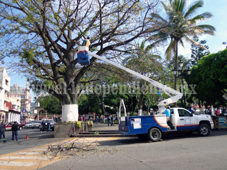 Podan árbol para evitar accidentes en Los Reyes