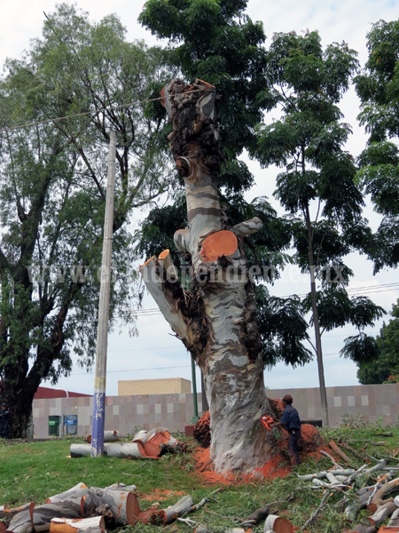 Previo al temporal de lluvias, piden a población reportar árboles riesgosos