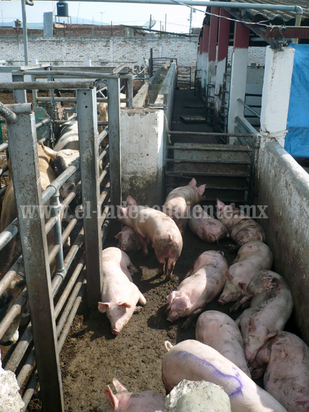 Ganaderos michoacanos afectados por importación de pierna de cerdo de EU
