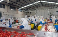 “Necesario diversificar  el empleo en Zamora, agroindustria no da muchas opciones” CTM  Agremiados claman empleos bien remunerados