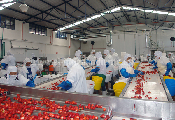 “Necesario diversificar  el empleo en Zamora, agroindustria no da muchas opciones” CTM  Agremiados claman empleos bien remunerados