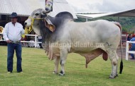 SEDRU realiza plática sobre las bondades del ganado cebú