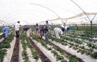 Piden a productores de fresa ampliar tecnificación de cultivos