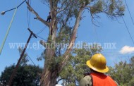 CFE realizó poda  de árboles gigantes