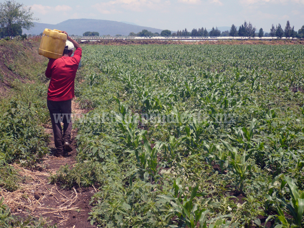 Reportan sin afectaciones cultivos de Jacona