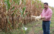 Productores de maíz lucharán contra mal precio y plagas del temporal