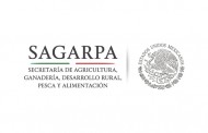 Michoacán, primer lugar nacional  en producción agrícola: SAGARPA