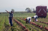 Buscan erradicar trabajo agrícola infantil