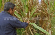 Recomiendan a agricultores cambiar de cultivar maíz blanco a amarillo