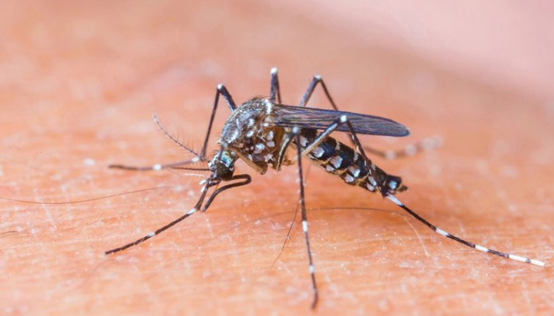 Descartaron caso de Zika en Jacona
