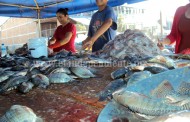 Se desploma precio del pescado por falta de demanda