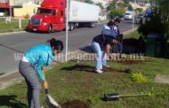 Jóvenes impulsan iniciativa de reforestación con apoyo del ayuntamiento