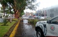 Fuerte lluvia al norte de Zamora deja un árbol caído y diversos encharcamientos