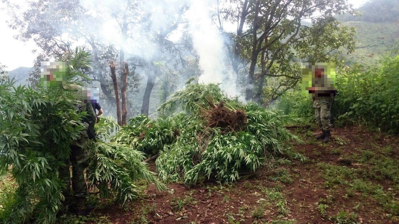 En operativo interinstitucional destruyen dos plantíos de marihuana en de Cotija