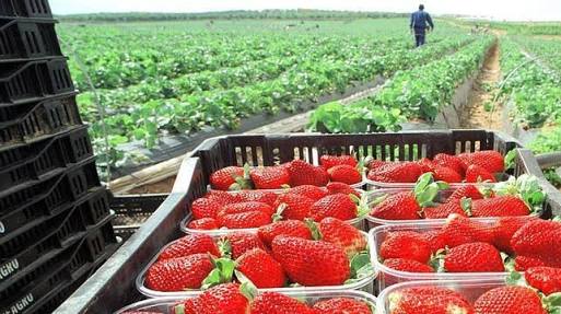 Productores de fresa Acusan a Tecnofruit y Agrana de fraude por más de 100 MDP