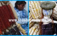 El maíz, el origen del tesoro gastronómico de Michoacán