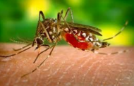 Primer caso de zika detectado en Zamora