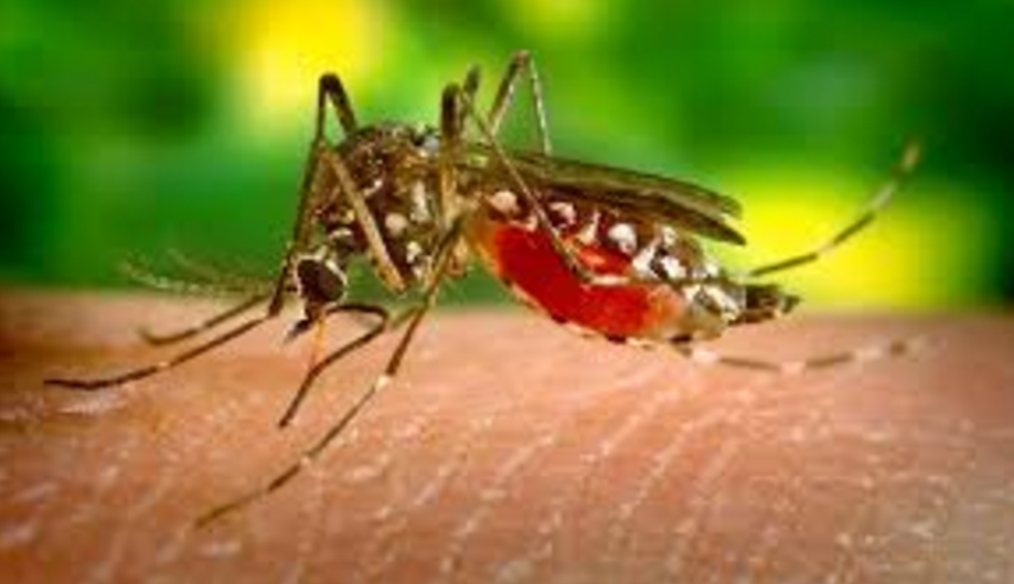 Primer caso de zika detectado en Zamora