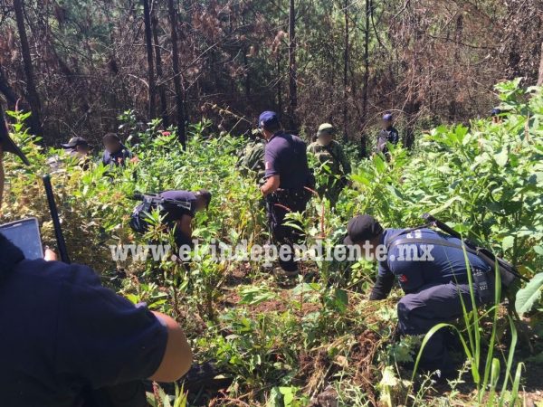 SSP, Sedena, PGJE y Policía Federal destruye plantío de amapola en Los Reyes