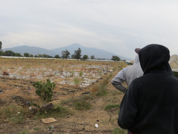 Disminuyó hasta 50 por ciento cultivo de sorgo en Zamora