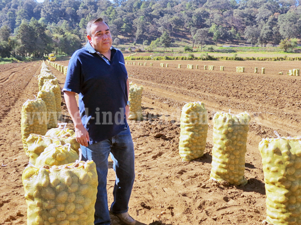 Preparan 600 hectáreas de cultivo de papa para próximo temporal
